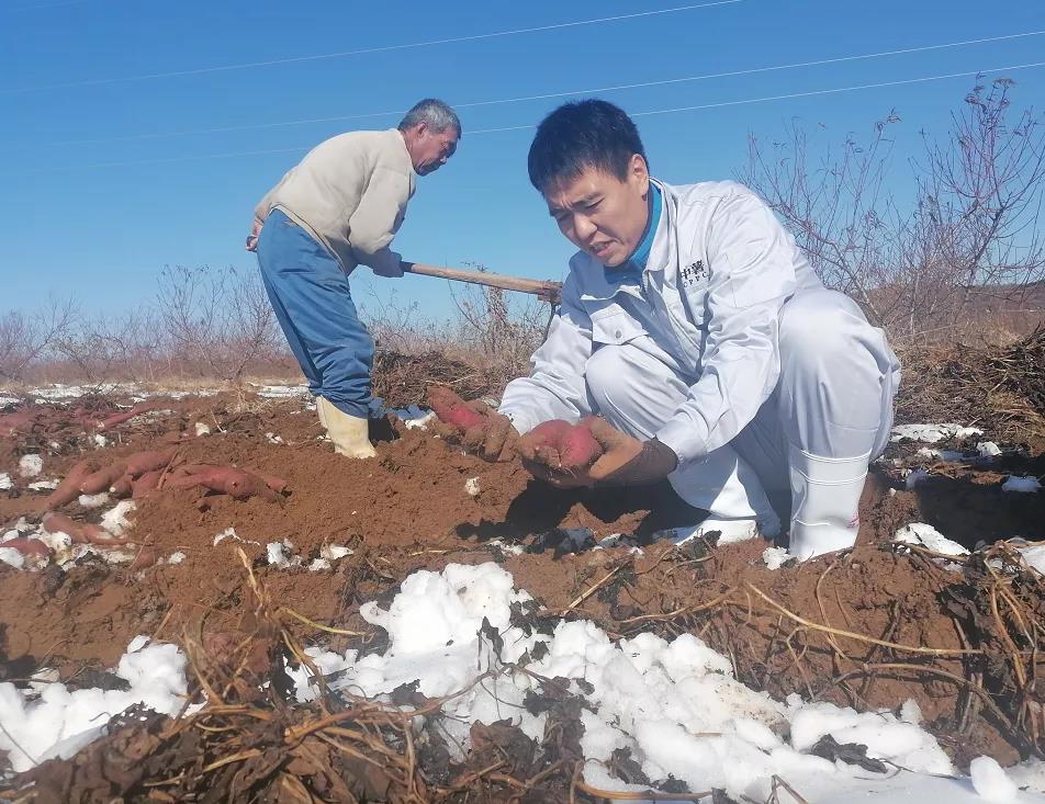 脱毒苗的培育方法