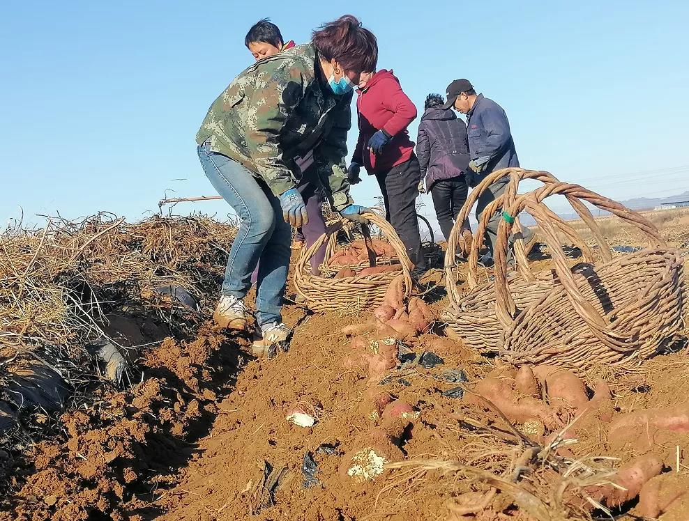 脱毒苗是怎么回事